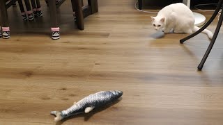 まるで生きている？魚と猫の仁義なき戦い