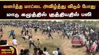 வளர்த்த மாட்டை அவிழ்த்து விடும் போது மாடு கழுத்தில் குத்தியதில் பலி |cow was stabbed the neck while