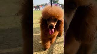 Dog show mini Vlog Nagpur | Cute dogs Aggressive dogs pets #dog #doglover #dogshorts #minivlog