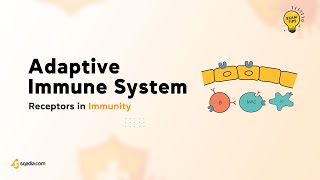 Receptors in Immunity - Adaptive Immune System