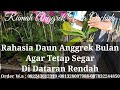 Tips Agar Anggrek Bulan Nggak Lemes Daunnya