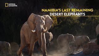 Wisdom of Elephants | Secrets of Elephants | हिंदी | Full Episode | S2 - E2 | Nat Geo Wild