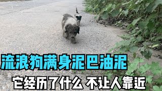 The stray dog who eats garbage every day is hurt by people and scared to let people approach.