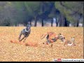 Shikar In Pakistan 2019 Working Dogs Galgos Y Liebres Dog Vs Rabbit Race