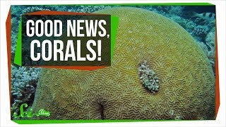 Finally, Some Good News About Corals | SciShow News