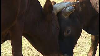 Florida Cracker Cattle