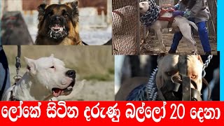 The 20 deadliest dogs in the world/ලෝකේ සිටින දරුණු බල්ලන් 20 දෙනා