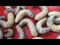 white grub life cycle u0026 how to control them...