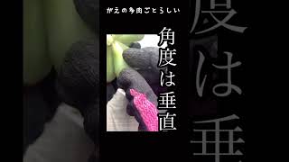 一般的なタニラーの油断