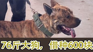 76斤大狗，借种一次要600块，它的后代一千八一只太牛了【12弟的田园犬日记】