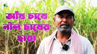 আঁখ চাষে নীল চাষের ছায়া, ফসল তুলতে গিয়ে মামলার  শিকার হচ্ছেন সাধারণ  কৃষক