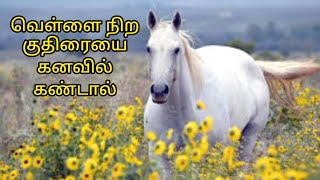 வெள்ளை நிற குதிரையைக் கனவில் கண்டால்|vellai nira kuthiraiyai kanavil kandal|white horse in dream