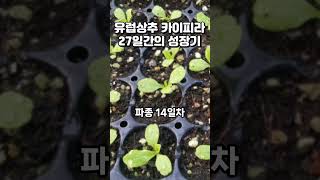 유럽상추 카이피라 씨앗 파종부터 27일간의 성장기 #유럽상추 #카이피라 #상추