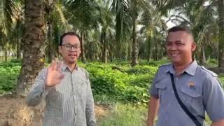 An inside look into PT Bakrie Sumatra's oil palm seed garden