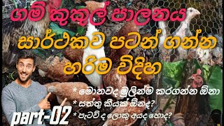 ගම් කුකුල් පාලනය නිවැරදිව ආරම්භ කරමු / poultry management sinhala