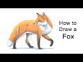 How to Draw a Fox | Colored Pencil Tutorial
