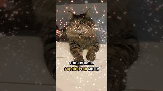 Тільки наша україночка може 🍲📺📲🧹🐈 #catlover #озвучкакота #shortcatsvideos #кітукраїнець