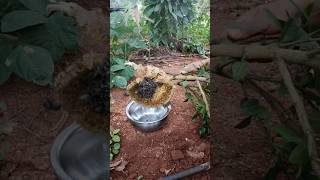 ನಮ್ಮ ತೋಟದಲ್ಲಿ ಜೇನು ತೆಗೆಯುವ ಸಾಹಸ 🐝🐝🍯..