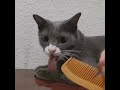 playing a comb invokes an interesting reaction😂 shorts cute cat funny reaction comb