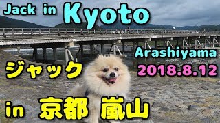 ポメラニアン・ジャック in 京都嵐山　Jack in Kyoto Arashiyama