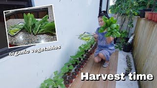 harvesting mustard vegetable and long chilli pepper