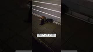 춥고 배고픈 길냥이들에게 사료투척 #길고양이 #길냥이