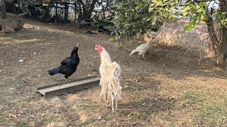 Top class 😍parrot beak long tail aseel farm in punjab india #viralvideo #aseel