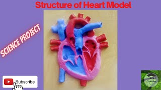 Structure of  the Heart - Model | Science Project | Heart Model