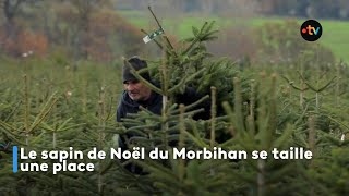 Le sapin de Noël du Morbihan se taille une place