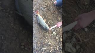 Best and most humane way of killing carp