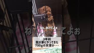 生後2ヶ月トイプードル→3年後の現在 #おパンツカット #トイプードル多頭飼い #犬 #犬のいる暮らし