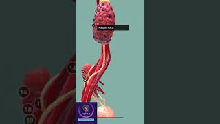 Kidney Transplant #shorts #education