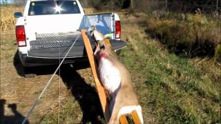 loading the deer