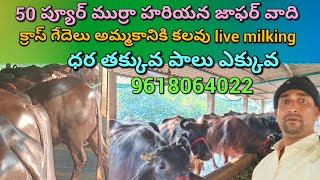 #ఆంధ్రాలో భారీగా తగ్గిన గేదెల ధరలు | #dairyfarming #murrahbuffaloguturandhraoradesh #murrahbuffalos