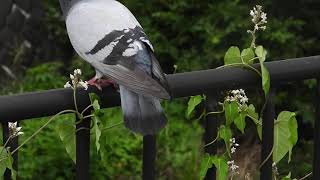 カワラバトrock doveドバト（河原鳩、学名: Columba livia）ハト目ハト科カワラバト属　DSCN5489