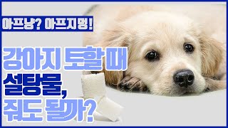 동물병원 수의사가 알려주는, 강아지 토할 때 설탕물의 효능!