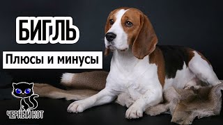 ✔ Бигль за и против. 5 плюсов и 8 минусов породы