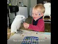 Cockatoo Jealous of Owner’s Baby Son Finally Falls in Love