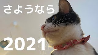 【保護猫と愉快な仲間達】ワンにゃふるHOUSEから年末のご挨拶/メンバーの友情出演もあるよ