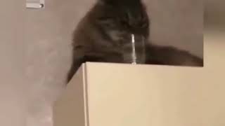 кот в тайне от хозяев пьёт водку