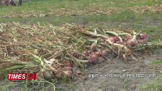 Hybrid onions have been cultivated at a significant rate in different districts of Rangpur.