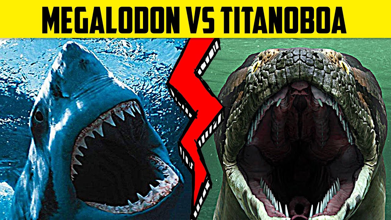 Titanoboa Vs Megalodon Titanoboa Vs Megalodon