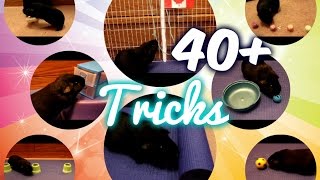 40+ Awesome Guinea Pig Tricks by Ceico!