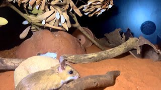 Setting up a desert mouse enclosure