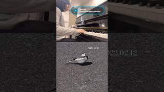 Japanese Pied Wagtail 海辺のハクセキレイ 2024.01.15 Improvisation - Hikaru Yanagino