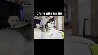 犬にこたつを占領された猫はこうなる...笑#shorts