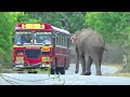 surviving a wild elephant attack bus on a jungle road