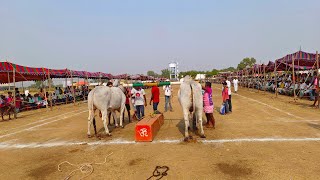 షేక్ పల్లి  న్యూ క్యాటగిరి బండలాగుడు పోటీలు 8వ జత-ox race-cattle race-bull race-oxen race-bulls race