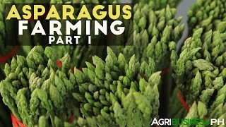 How to grow asparagus in the Philippines | Asparagus farming part 1