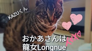 おかあさんは龍女Longnue〜保護猫日記〜2024年1月30日（火）手術後5日目“にゃるソックも忘れません❣”